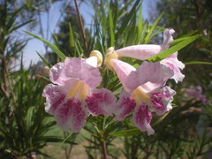 Chilopsis linearis