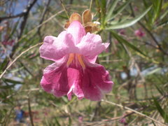 Chilopsis linearis