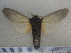 Psalidostetha banksiae