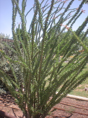 Fouquieria splendens