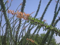 Fouquieria splendens