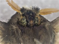 Psalidostetha banksiae