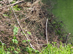 Ficedula hypoleuca