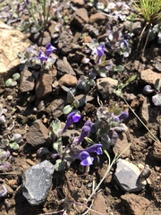 Scutellaria tuberosa