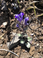 Scutellaria tuberosa