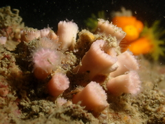 Cladopsammia eguchii