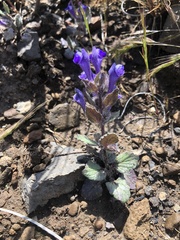 Scutellaria tuberosa