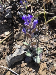 Scutellaria tuberosa