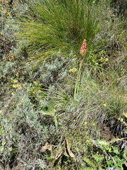Kniphofia stricta