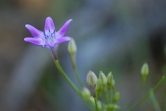Triteleia bridgesii