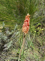 Kniphofia stricta