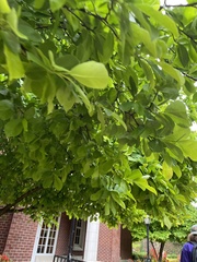 Magnolia
