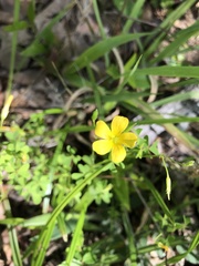 Oxalis florida