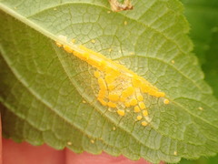 Melampsora rostrupii