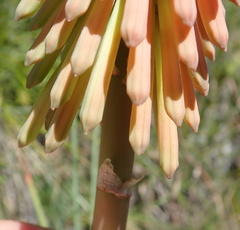 Kniphofia stricta