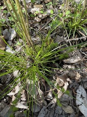 Carex seorsa