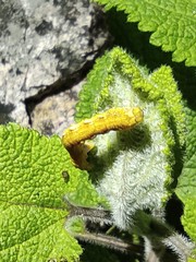 Erannis defoliaria