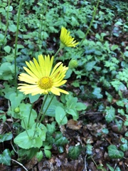Doronicum pardalianches