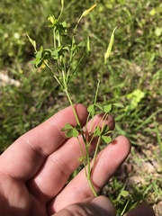Oxalis florida