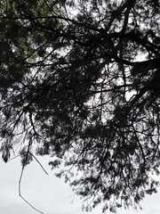Juniperus virginiana