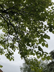 Cercis canadensis