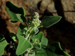 Chenopodium phillipsianum