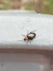 Disonycha xanthomelas