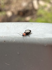 Disonycha xanthomelas