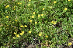 Potentilla kleiniana