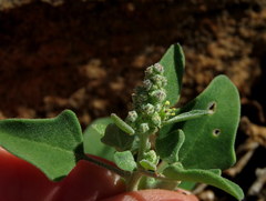Chenopodium phillipsianum