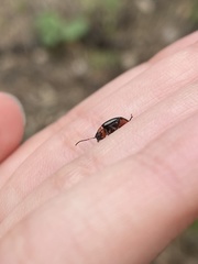 Disonycha xanthomelas