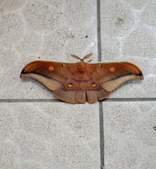 Antheraea formosana
