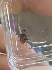 Disonycha xanthomelas