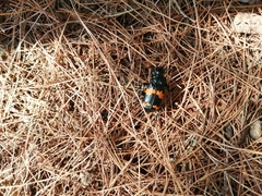 Nicrophorus mexicanus