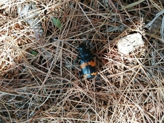 Nicrophorus mexicanus