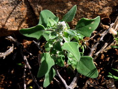 Chenopodium phillipsianum