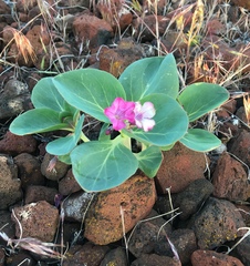 Cycladenia humilis