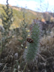Codophila varia