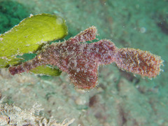 Solenostomus cyanopterus