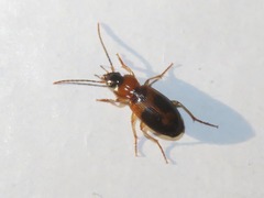 Badister lacertosus