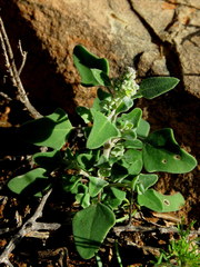 Chenopodium phillipsianum