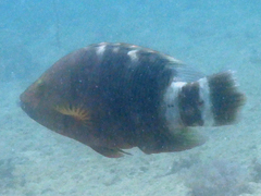 Cheilinus trilobatus