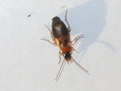 Badister lacertosus