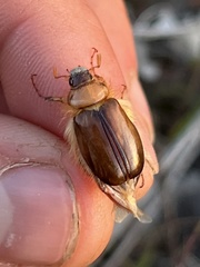 Phobetus mojavus
