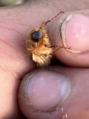 Phobetus mojavus