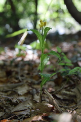 Cephalanthera falcata
