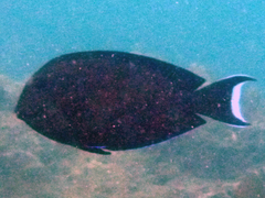 Acanthurus tennentii