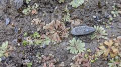 Marchantia emarginata