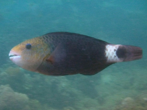 Indian Bullethead Parrotfish