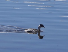 Podiceps occipitalis juninensis
